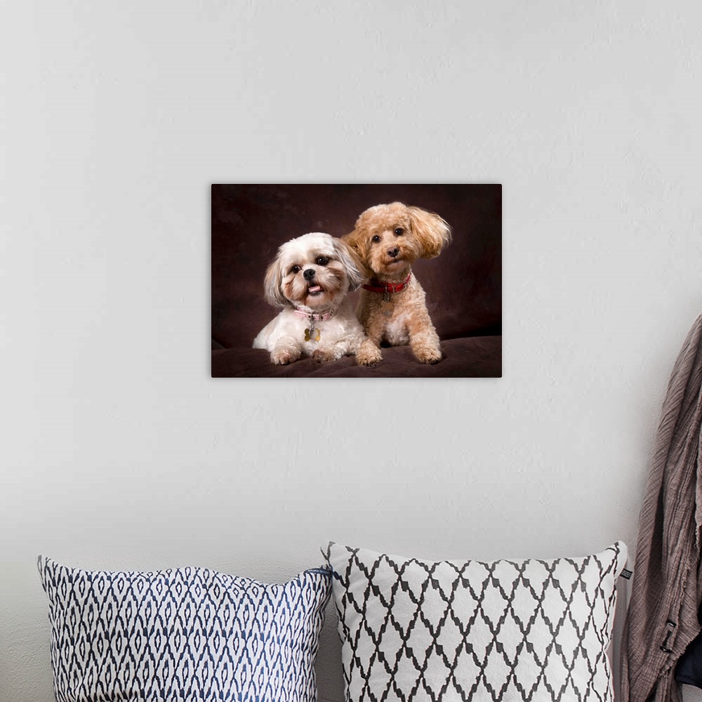 A bohemian room featuring A Shihtzu And A Poodle On A Brown Backdrop