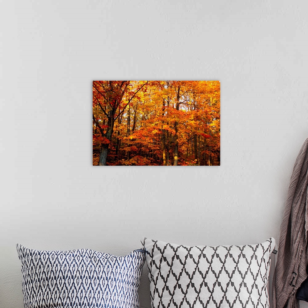 A bohemian room featuring Photograph of trees in the woods covered in autumn foliage.  The sky is barely visible through th...