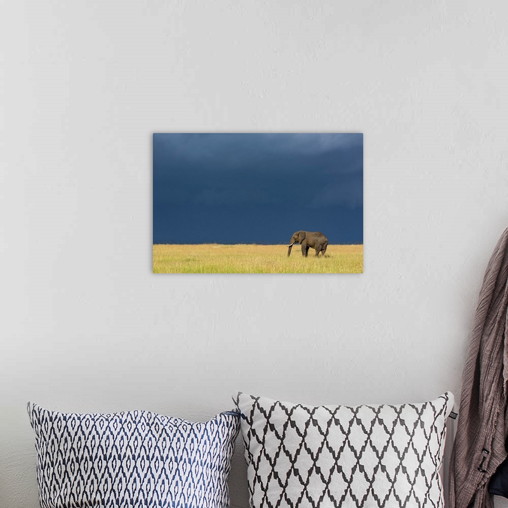 A bohemian room featuring African bush elephant (Loxodonta africana) stands in grass beneath dark clouds, Serengeti Nationa...