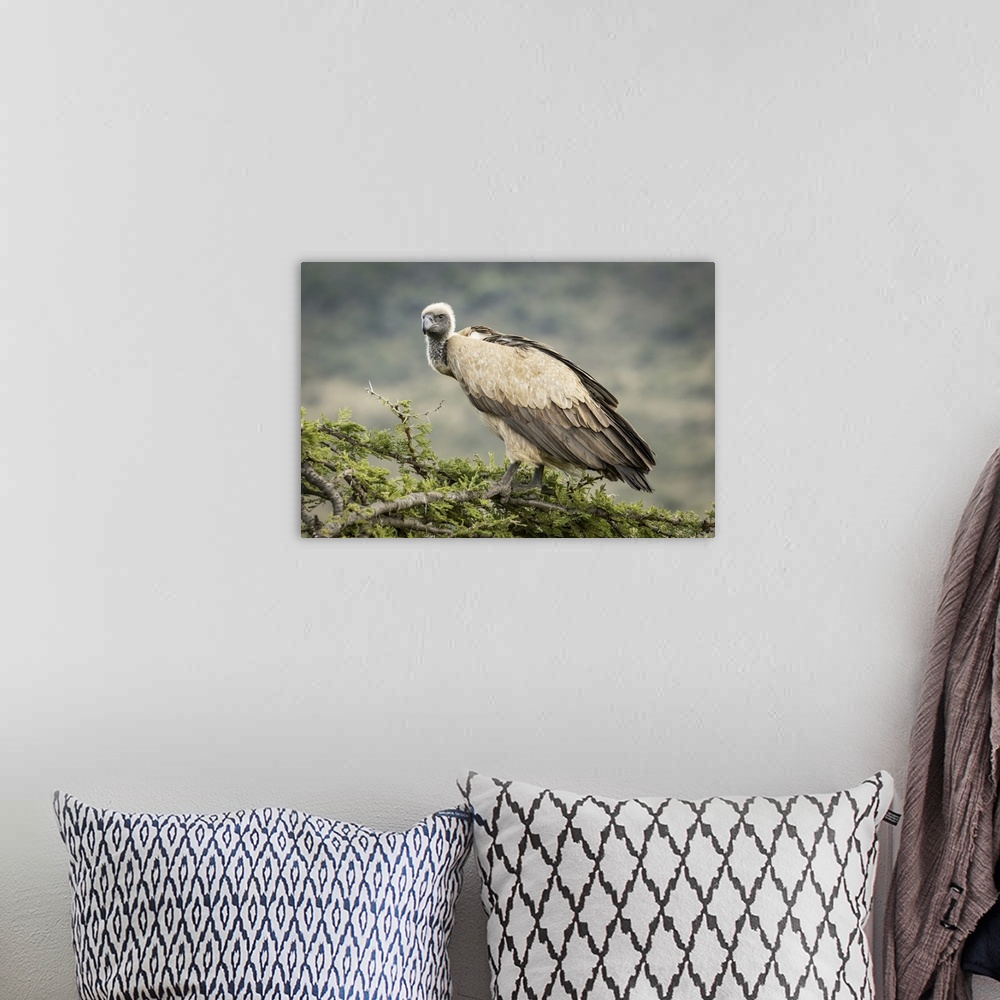 A bohemian room featuring African white-backed vulture (gyps africanus) atop tree looking down, Serengeti, Tanzania.