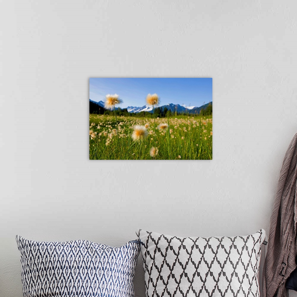 A bohemian room featuring Alaska Cotton Grass in bloom in a meadow near Mendenhall Towers and Coast Mountains