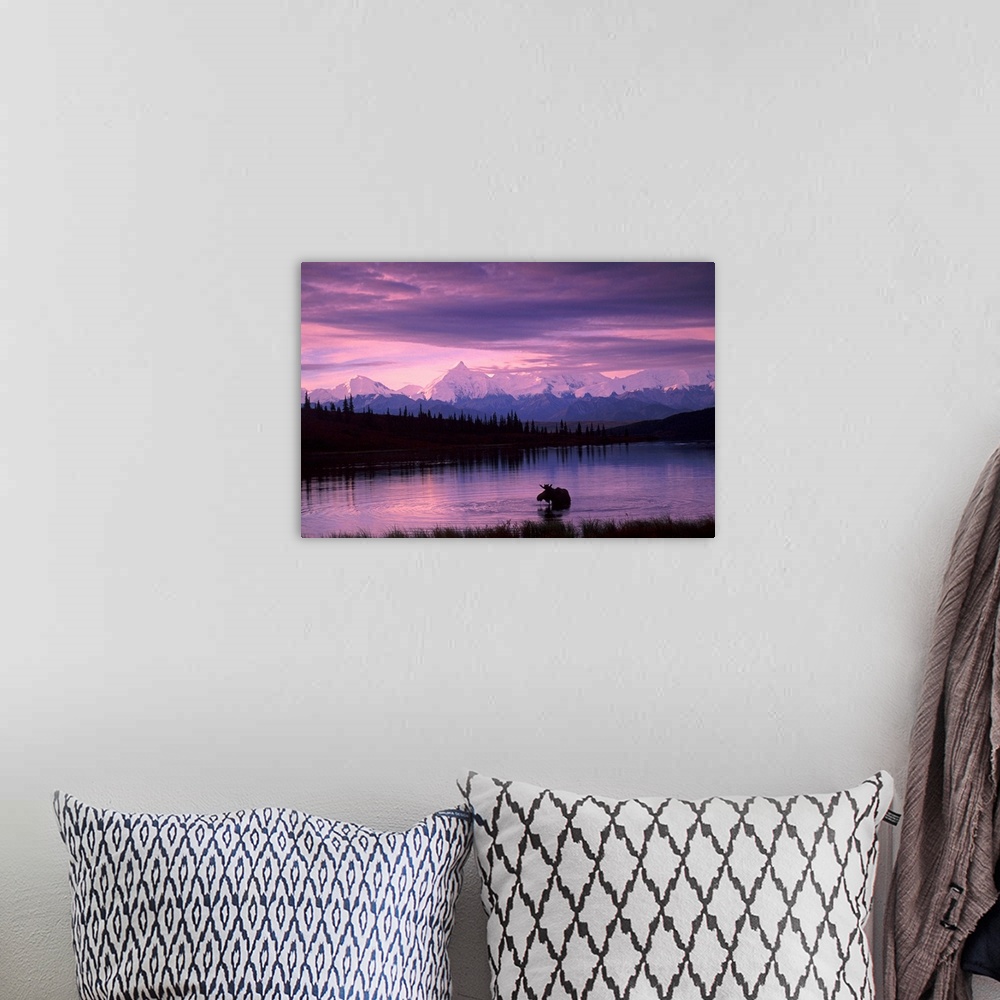 A bohemian room featuring Canvas photo art of a moose standing in a lake with evergreen trees silhouetted in the background...