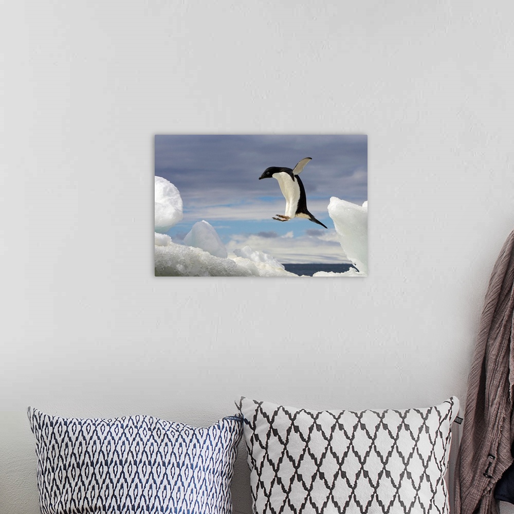 A bohemian room featuring From the National Geographic Collection, a giant photograph shows a Adelie penguin jumping onto a...