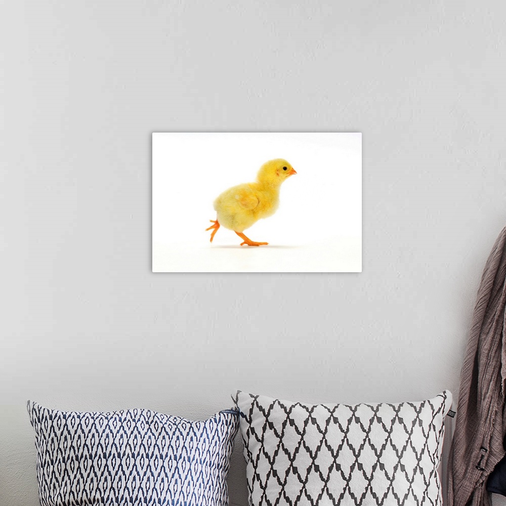 Baby Chicken Wall Art, Canvas Prints, Framed Prints, Wall Peels | Great ...
