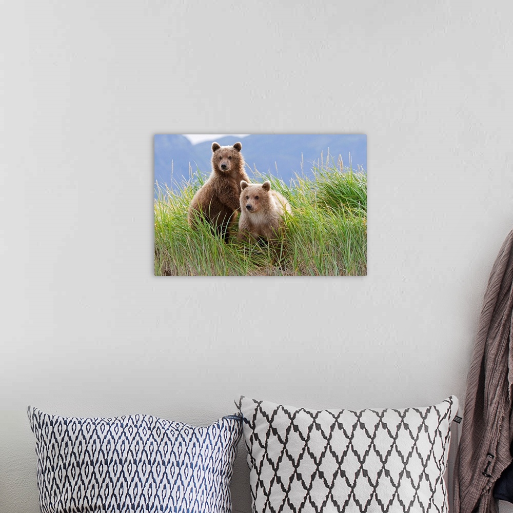 A bohemian room featuring Two bear cubs are on look out from a grassy riverbed in Alaska.