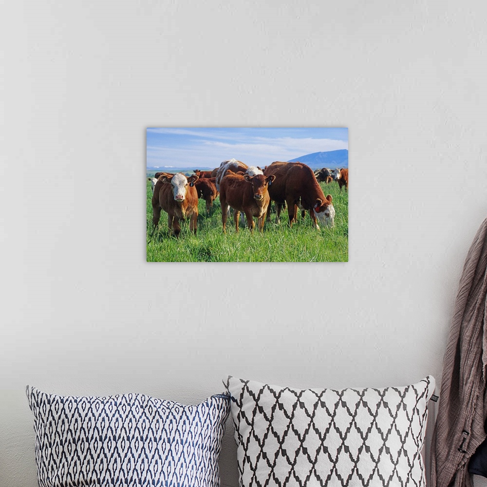 A bohemian room featuring Beef, cow-calf herd on a pasture, Central Montana