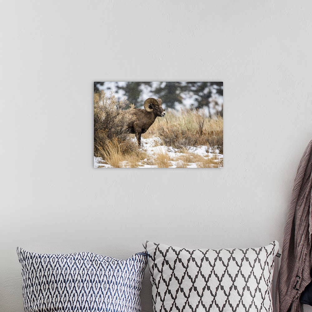 A bohemian room featuring Bighorn Sheep ram (Ovis canadensis) stands in a sagebrush meadow on a snowy day in the North Fork...