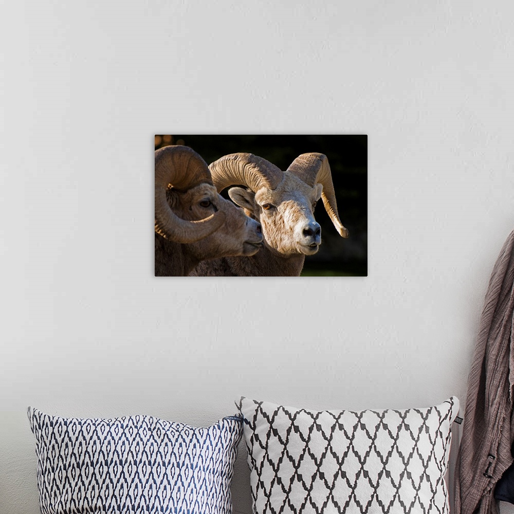 A bohemian room featuring Bighorn Sheep, Waterton National Park, Alberta, Canada
