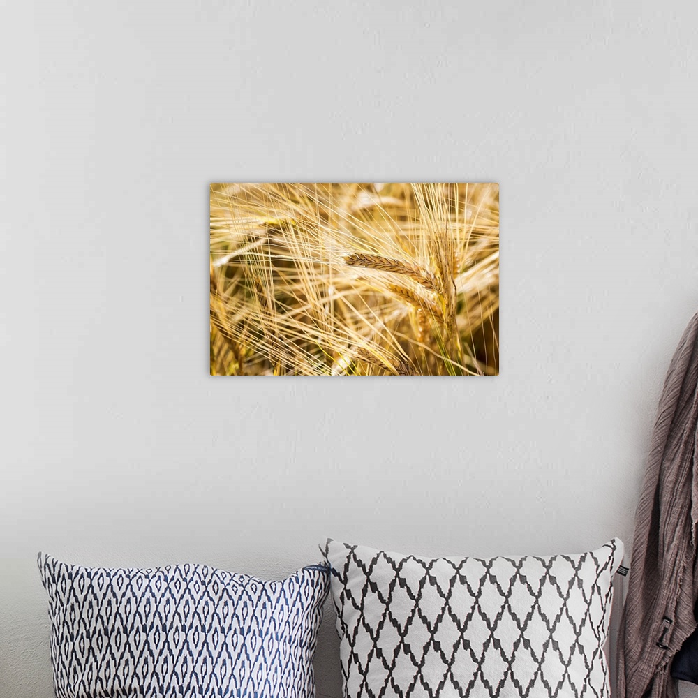 A bohemian room featuring Close up of golden ripe barley heads, Alberta, Canada