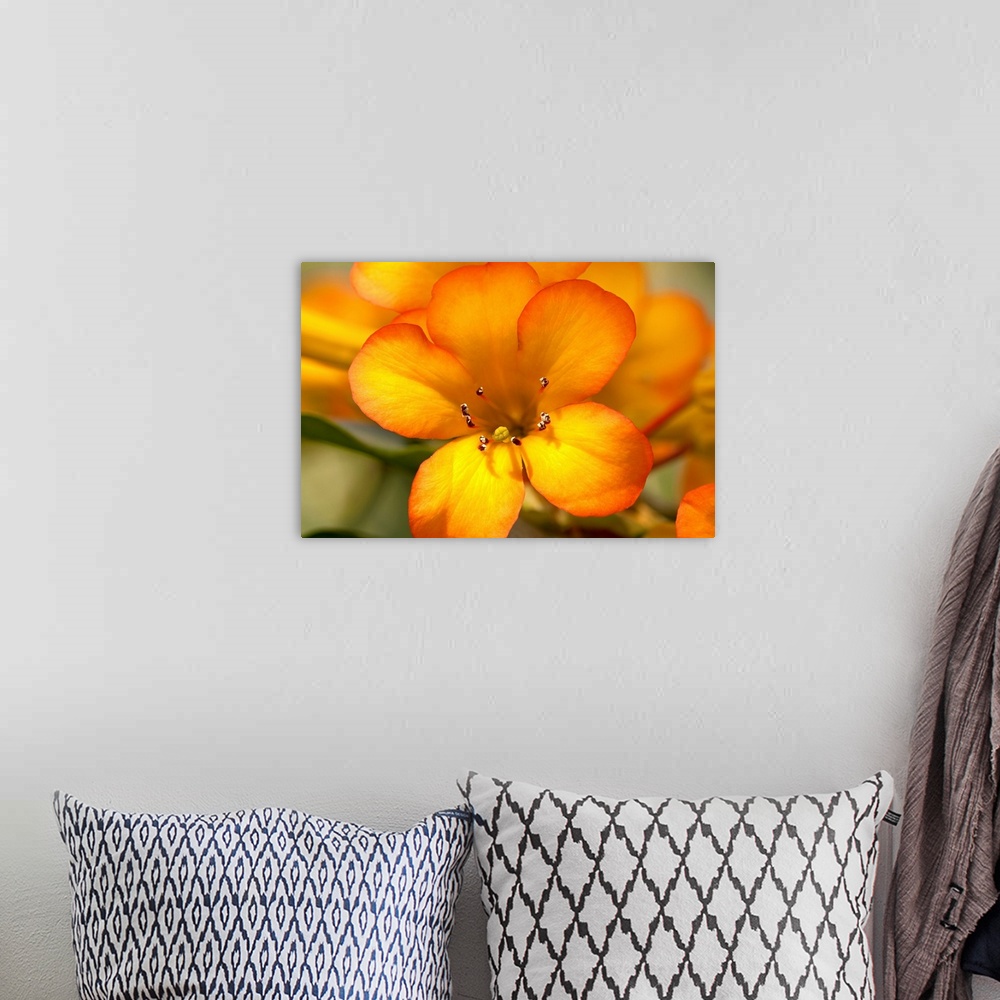 A bohemian room featuring A photograph is taken closely of a bright orange flower with other flower petals and leaves softl...