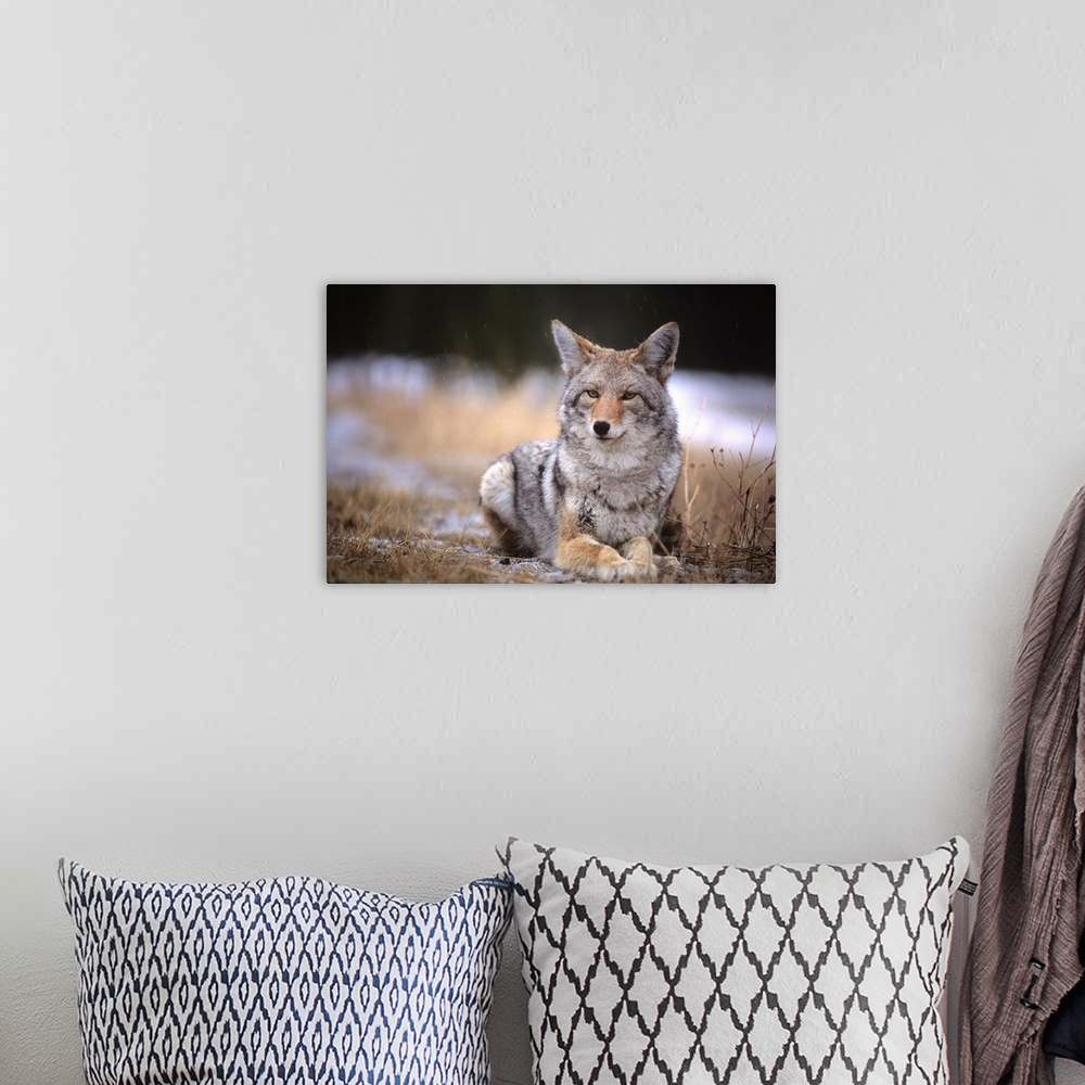 A bohemian room featuring Coyote Resting In Winter Grass, Kananaskis, Alberta, Canada
