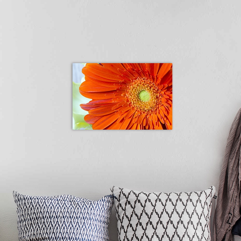 A bohemian room featuring Extreme close-up of an orange gerber daisy in bloom