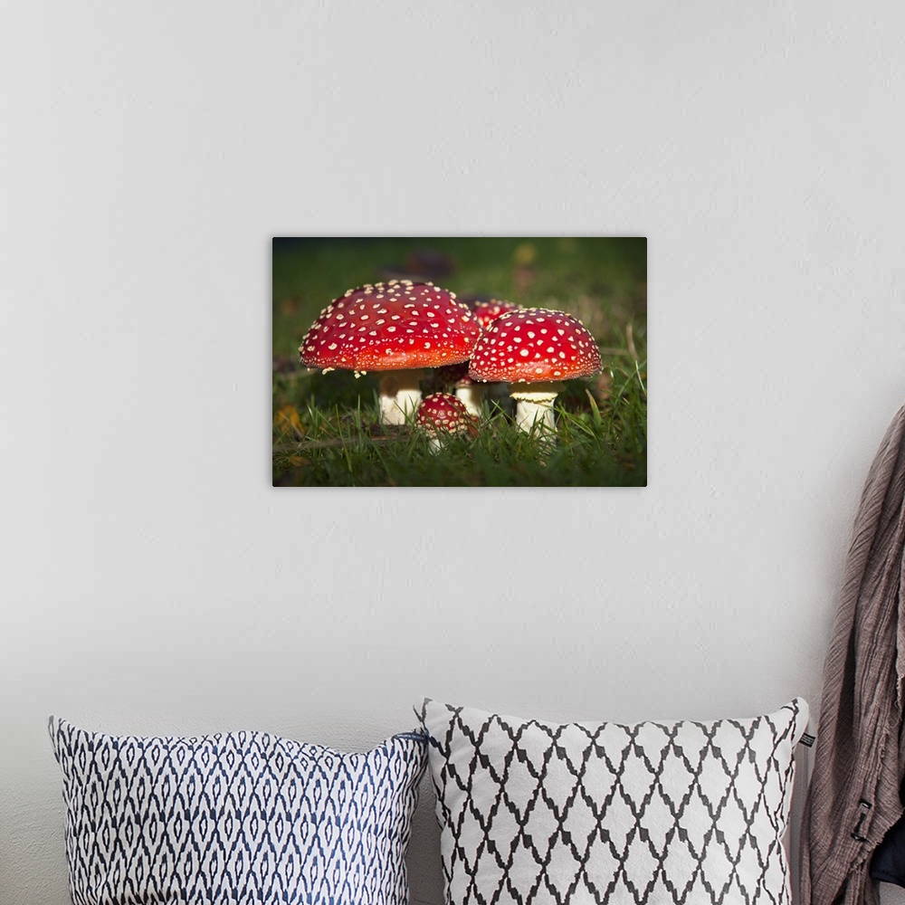 A bohemian room featuring Fly Agaric (Amanita Muscaria) Mushrooms Growing In The Grass; Northumberland, England