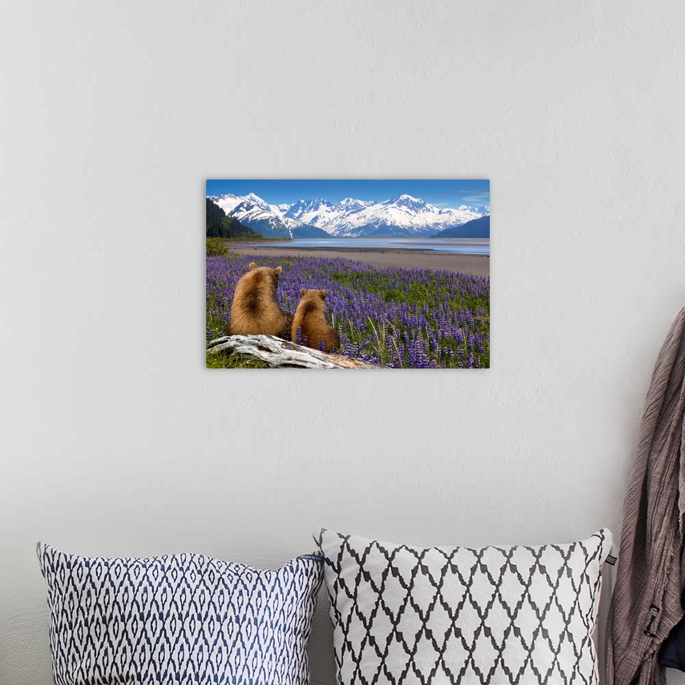 A bohemian room featuring Composite, Grizzly Sow & cub sit in lupine along Seward Highway, Turnagain Arm, Southcentral Alas...