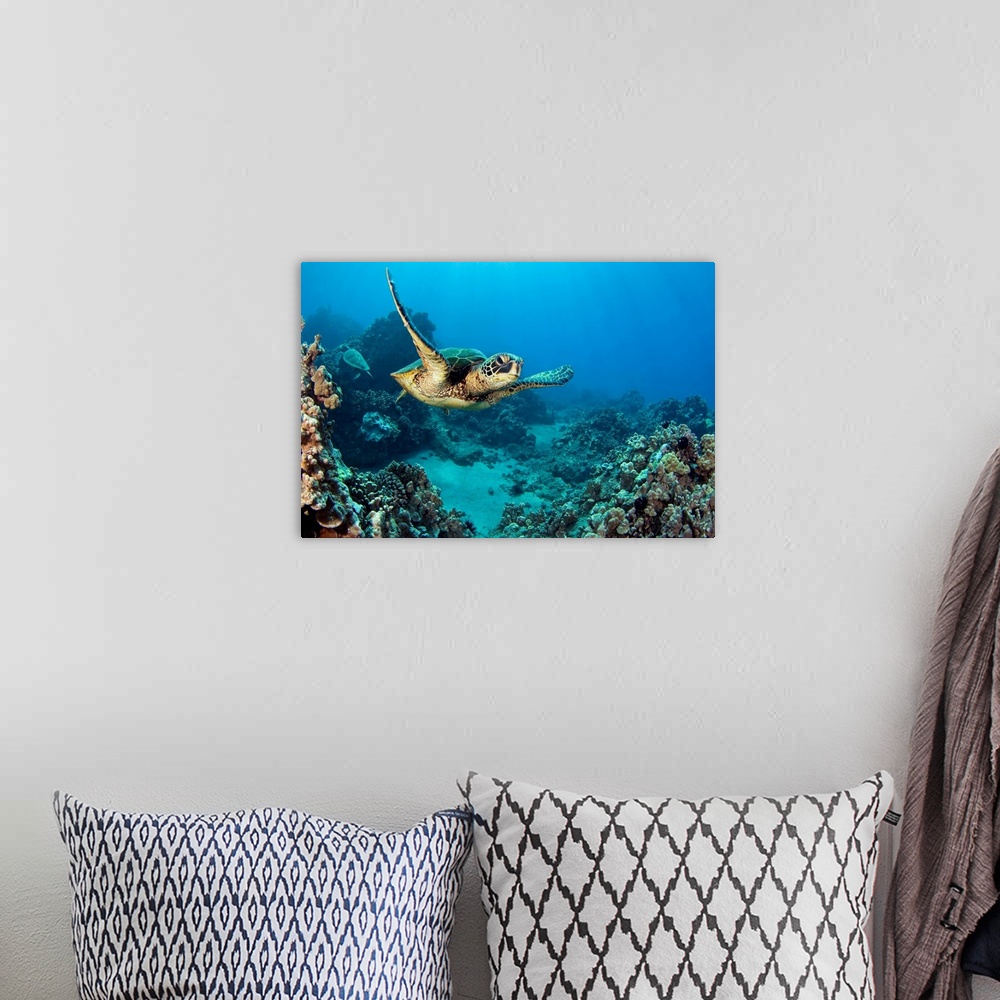 A bohemian room featuring This decorative accent is a horizontal photograph of a turtled gliding underwater through a tropi...