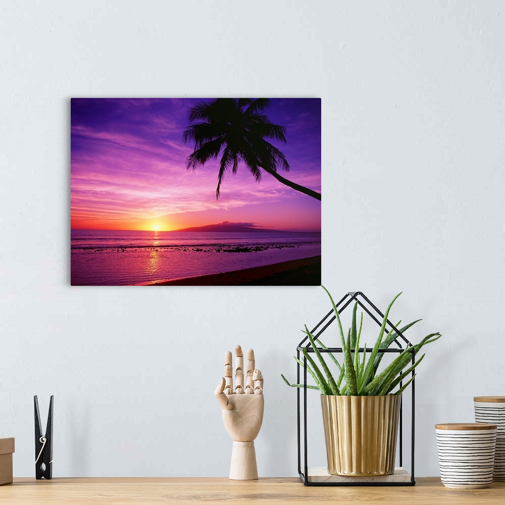 Art Photography Sunset Palm Trees