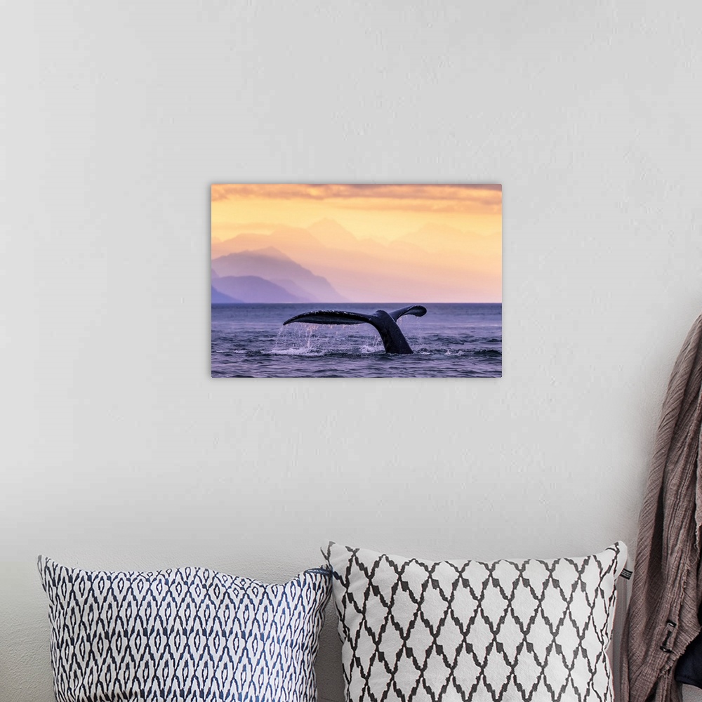 A bohemian room featuring Humpback Whale (Megaptera novaeangliae) at sunset, Lynn Canal, Chilkat Mountains, Inside Passage,...
