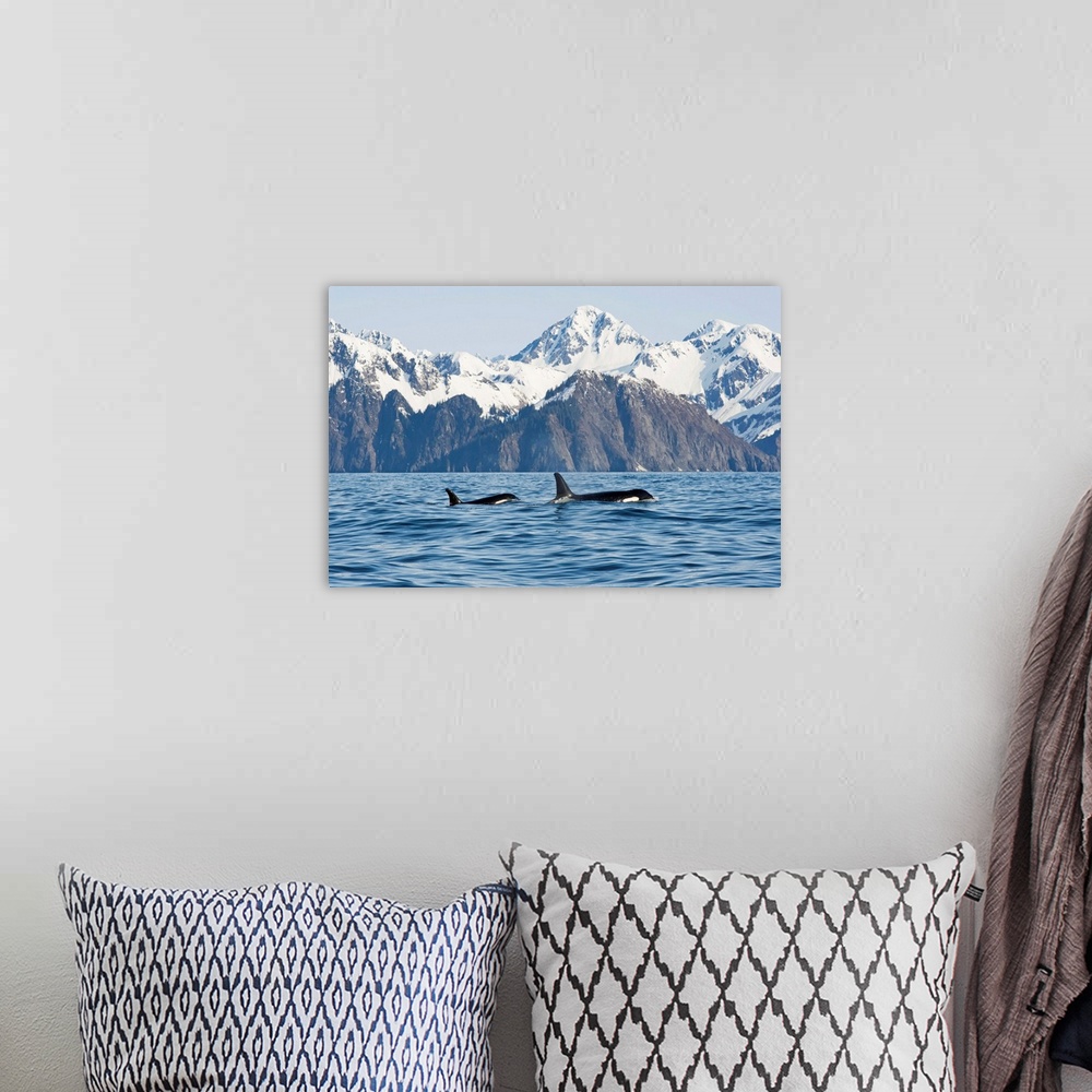 A bohemian room featuring Killer whale, or orcas, Orcinus orca, cow and calf swimming in Resurrection Bay, Kenai Fjords Nat...