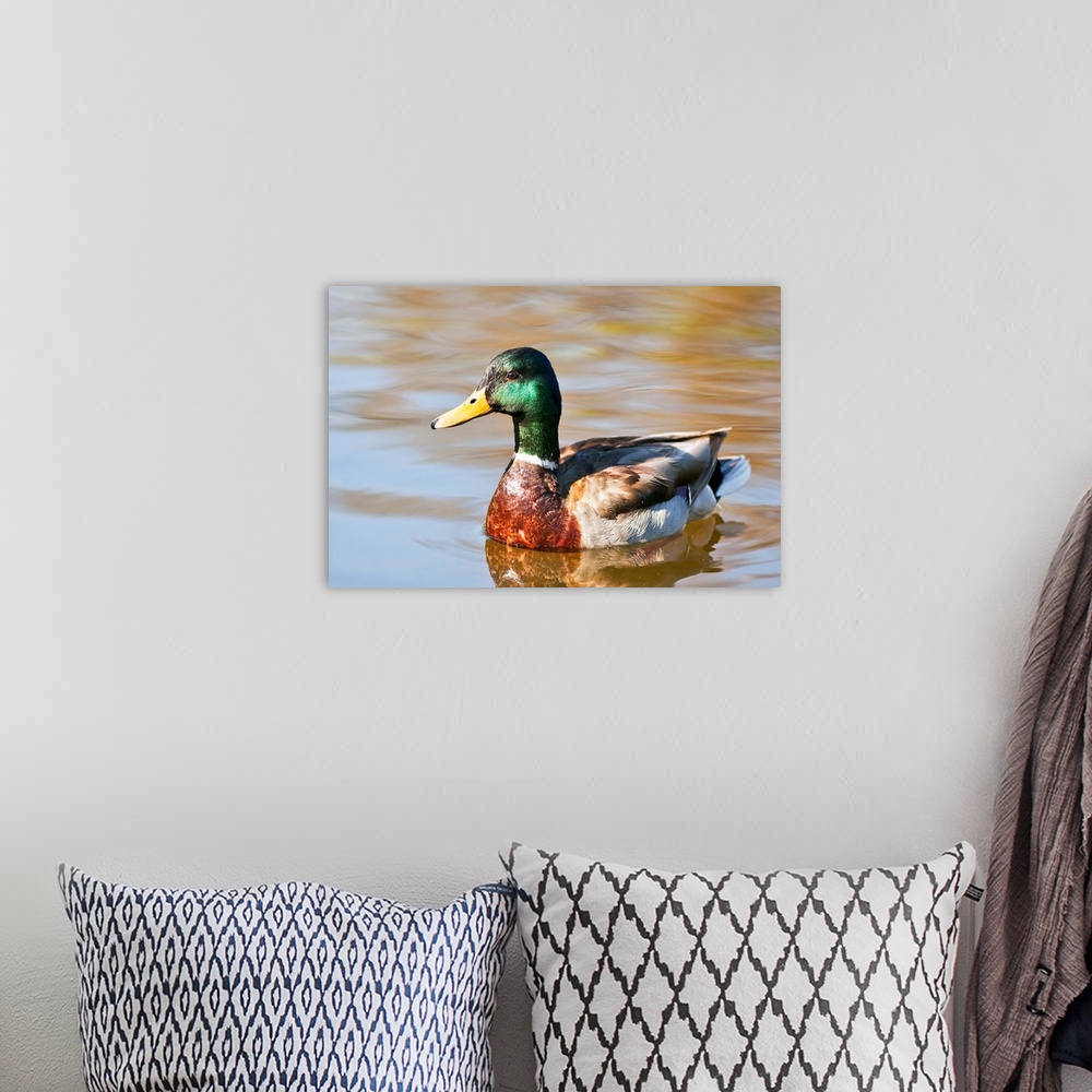 A bohemian room featuring Male Mallard Duck In Water, Assiniboine Park, Winnipeg, Manitoba, Canada