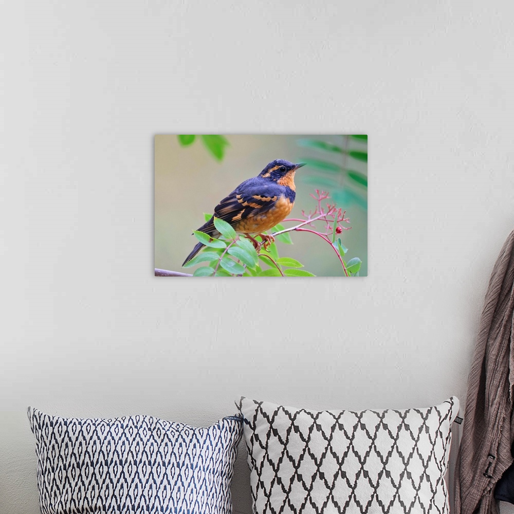 A bohemian room featuring Male Varied Thrush Perched On Mountain Ash Branch, Fairbanks, Alaska