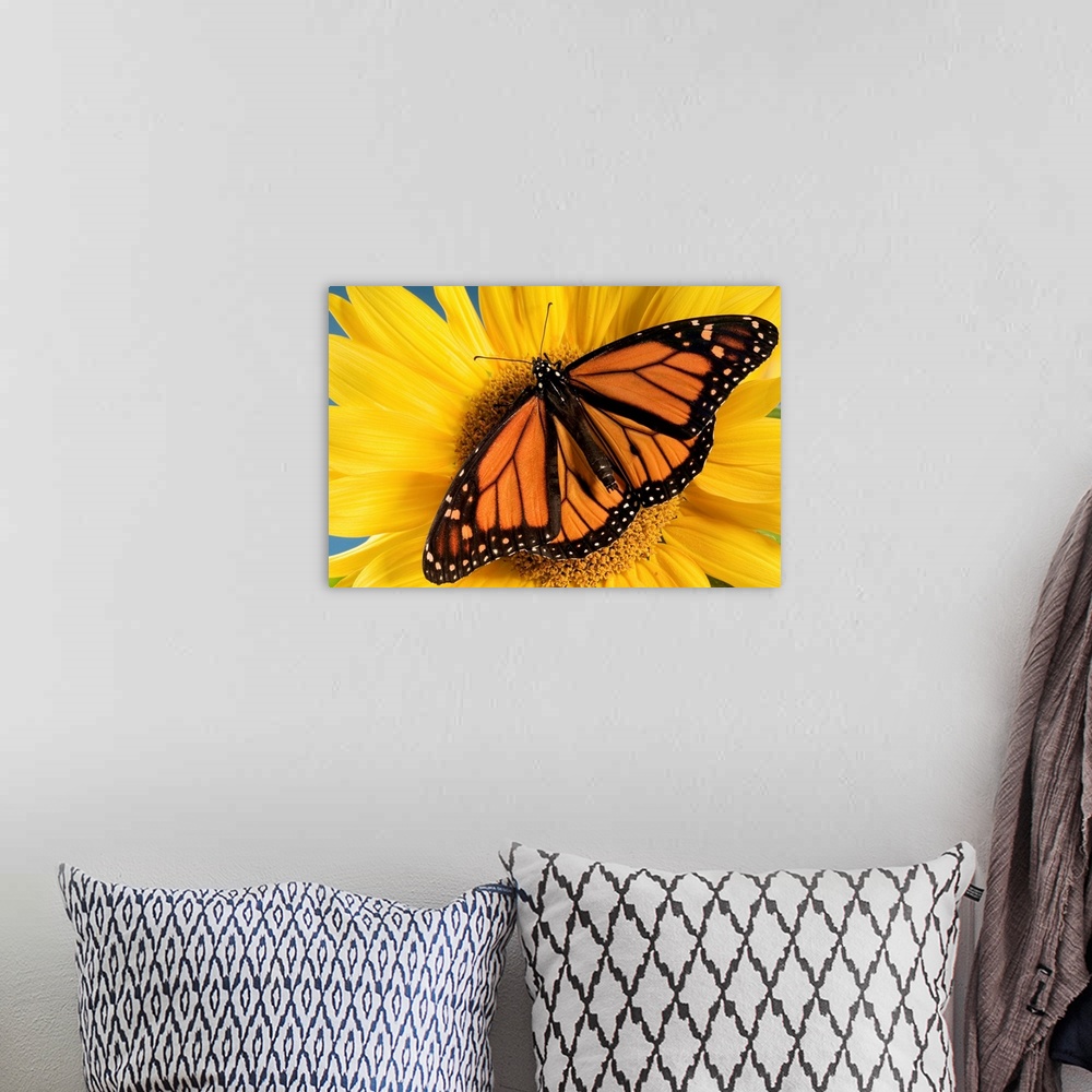 A bohemian room featuring Monarch Butterfly On Sunflower