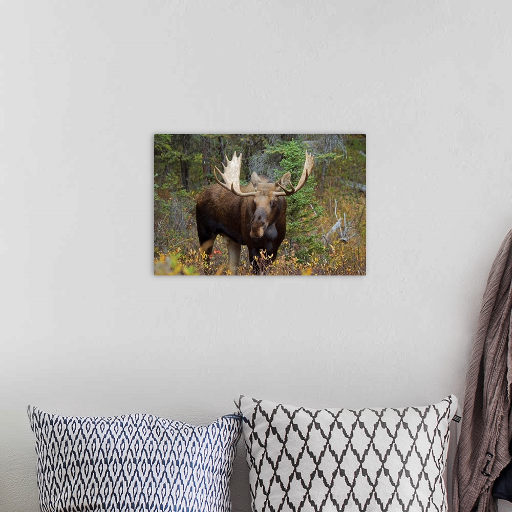 A bohemian room featuring Moose In The Forest; Alberta, Canada