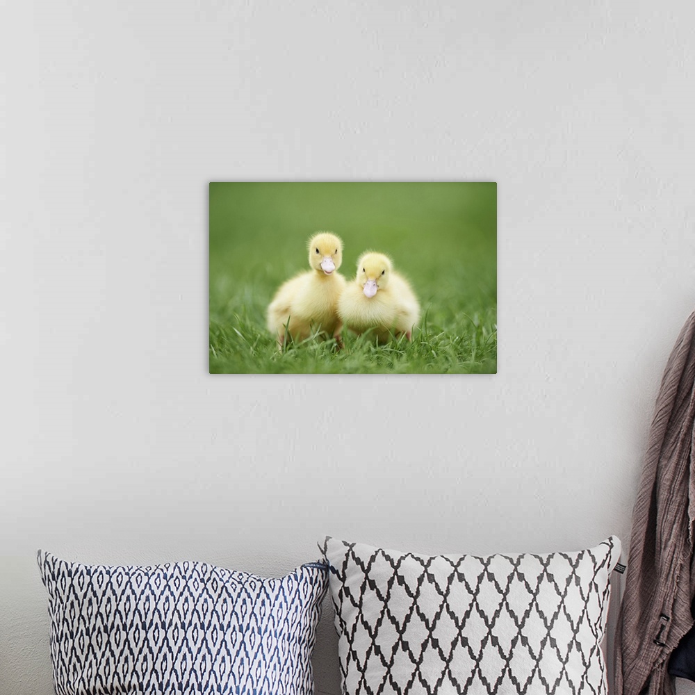 A bohemian room featuring Muscovy Ducklings (Cairina moschata) on Meadow in Spring, Upper Palatinate, Bavaria, Germany