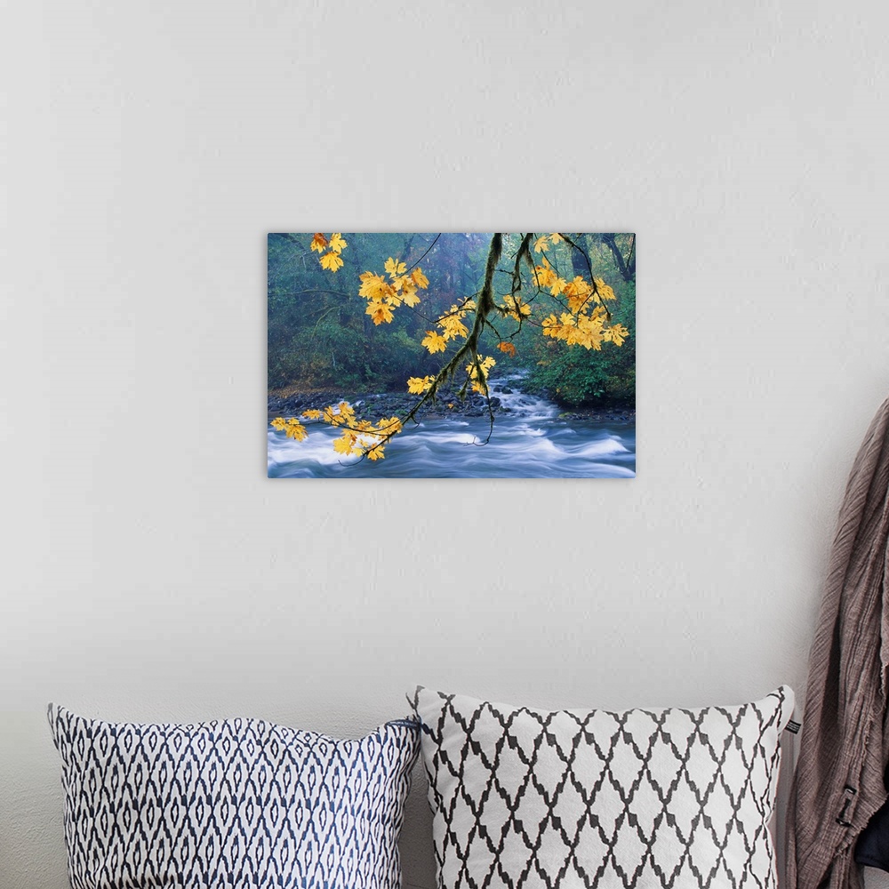A bohemian room featuring Oregon, Cascade Mountain Range, Yellow Autumn Leaves With Stream