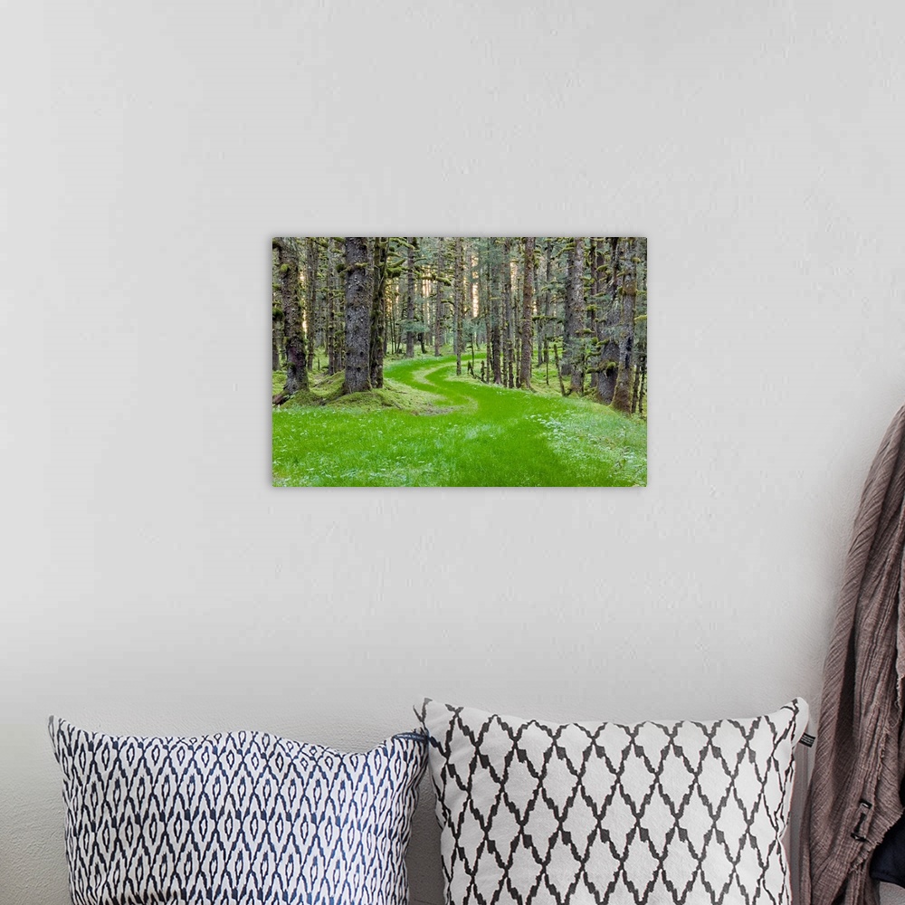 A bohemian room featuring Landscape photograph of an overgrown winding road through spruce trees and moss, coastal forest i...