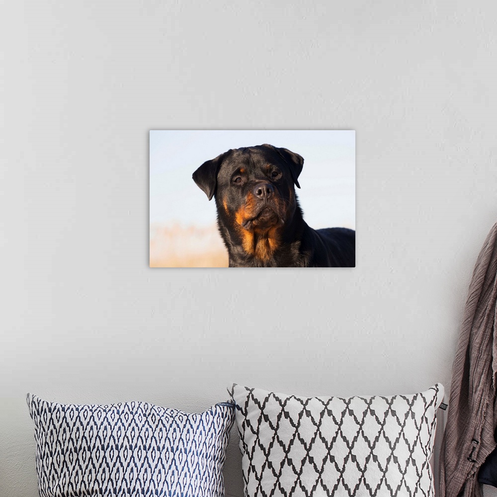 A bohemian room featuring Portrait of Rottweiler dog on winter beach, Guilford, Connecticut