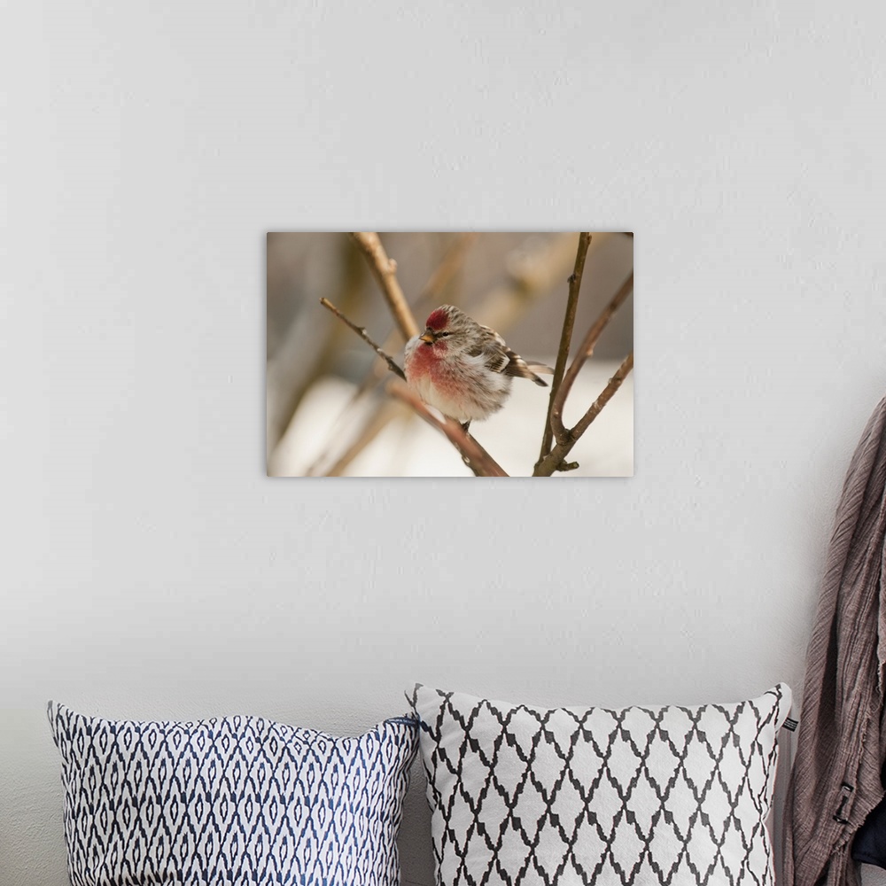 A bohemian room featuring Redpoll Songbird, Alaska, Spring