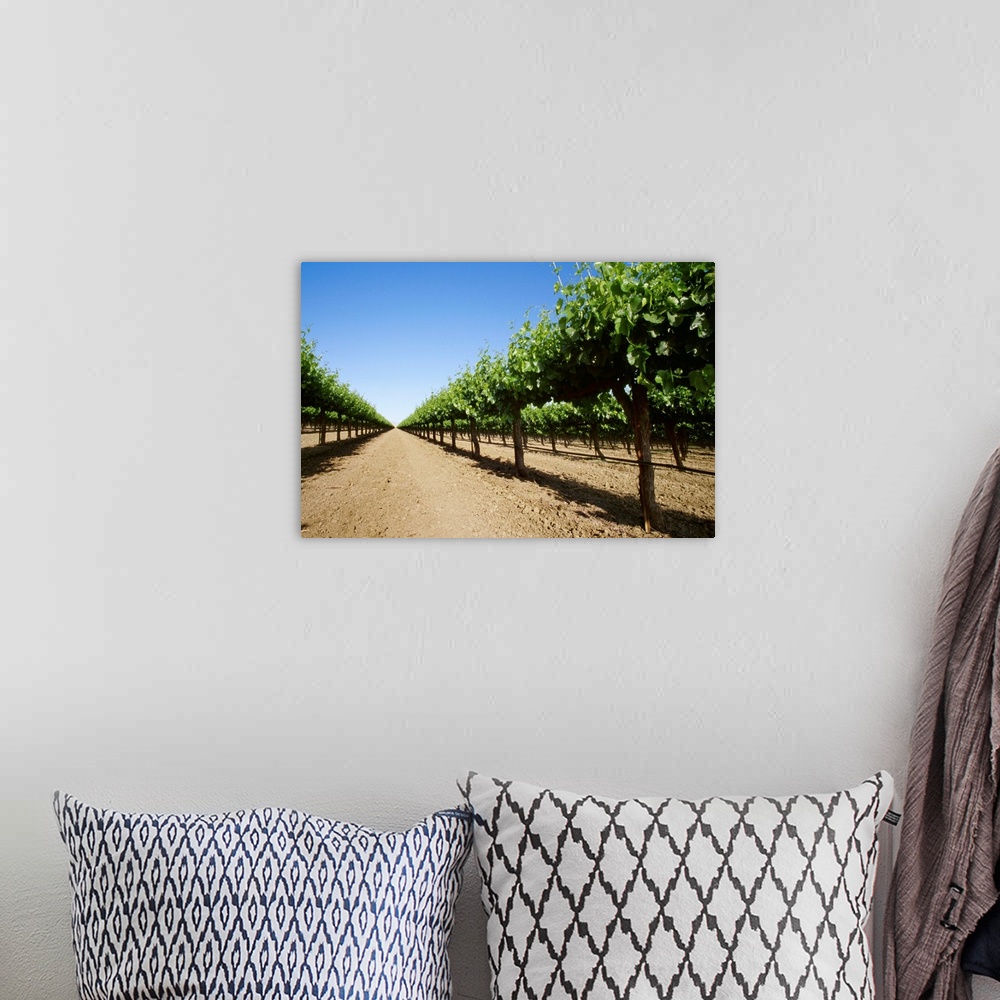 A bohemian room featuring Rows in a table grape vineyard showing Spring foliage growth