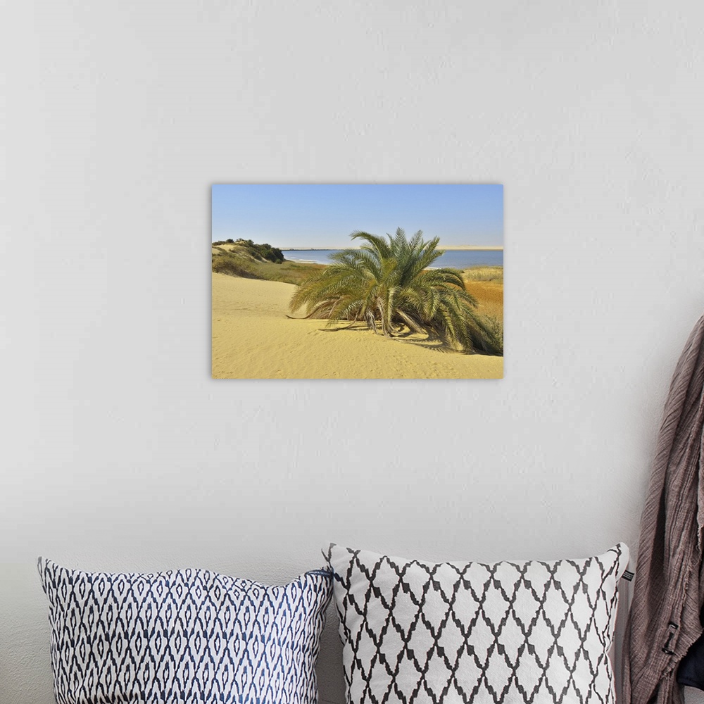 A bohemian room featuring Salt Lake and Date Palm in Desert, Matruh Governorate, Libyan Desert, Sahara Desert, Egypt, Africa