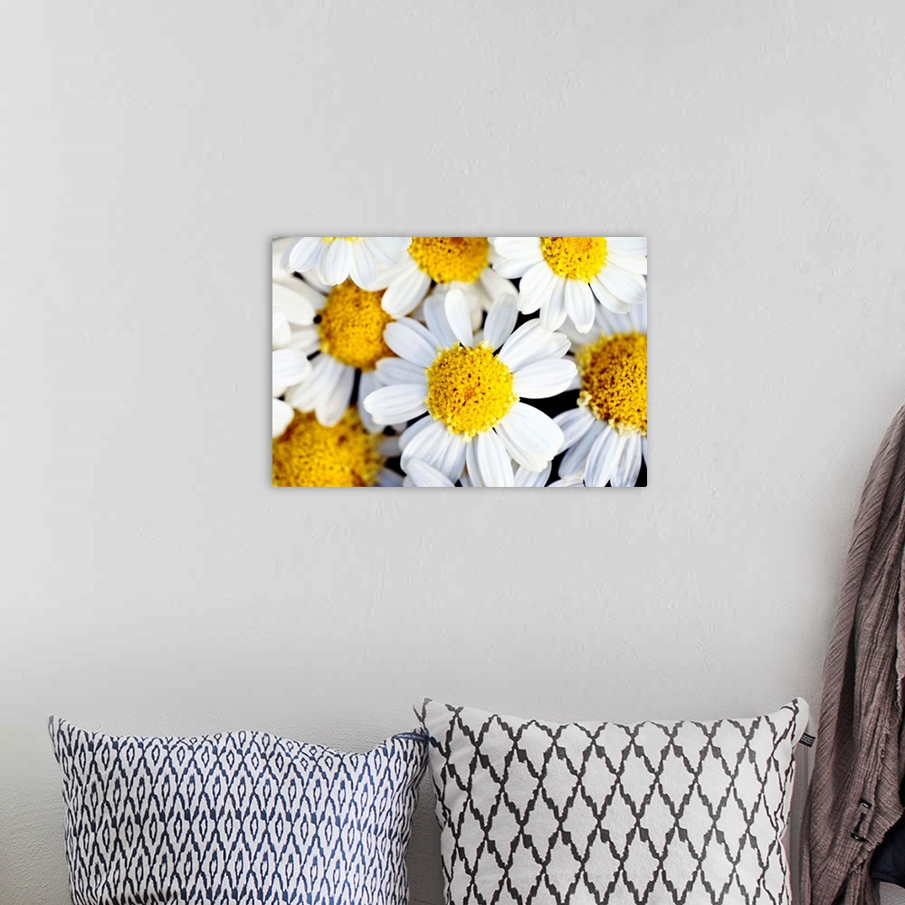 A bohemian room featuring Close up photograph of several bright daisies.