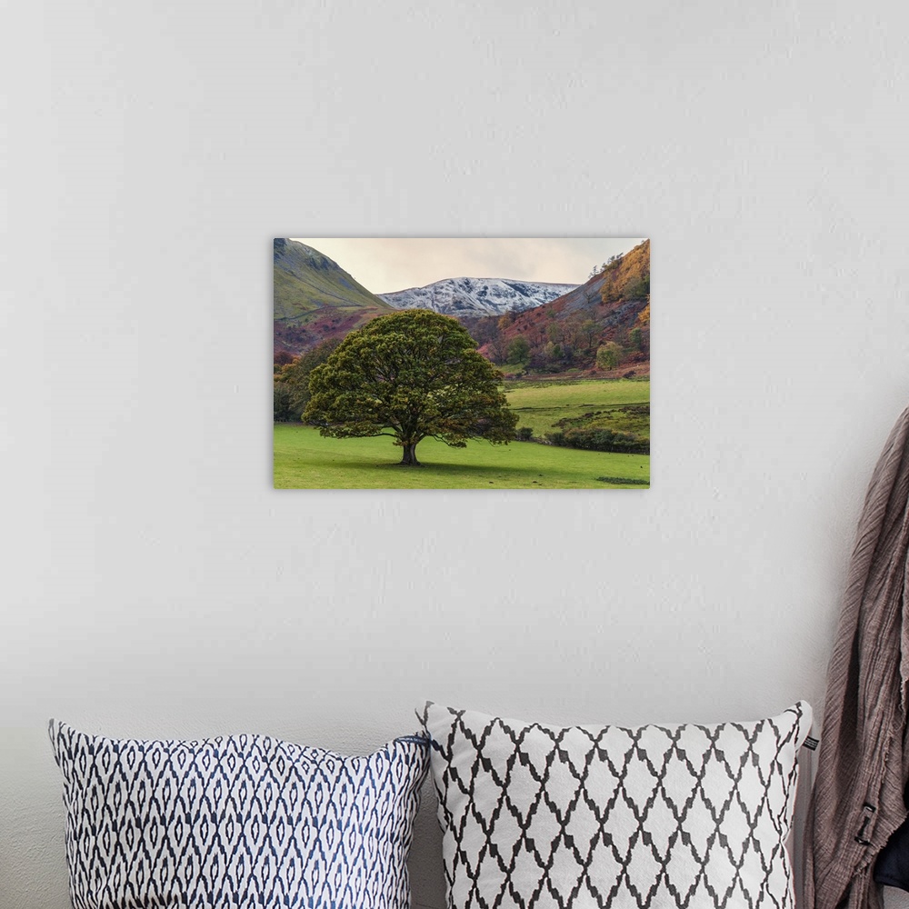 A bohemian room featuring Tree In The Colourful Landscape Of The English Lake District As Winter Approaches; Cumbria, England