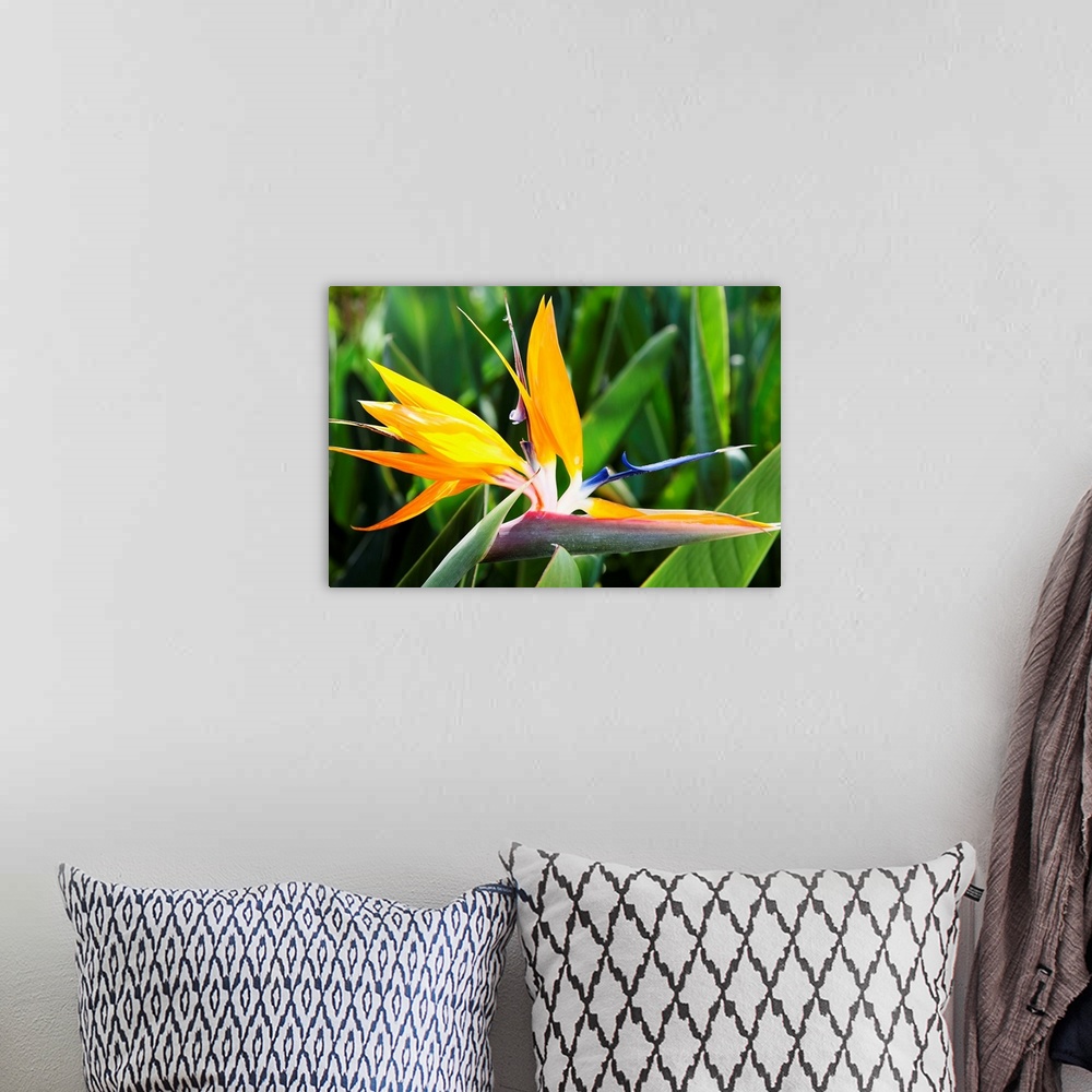 A bohemian room featuring Tropical Bird of Paradise flower in full bloom Oahu, Hawaii