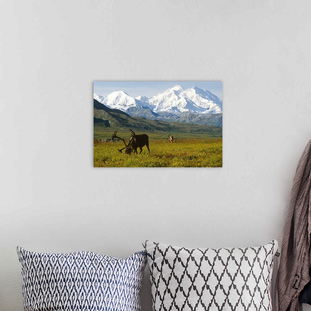 A bohemian room featuring Two caribou feeding on tundra with Mt. McKinley  and Alaska range in the background, Denali Natio...