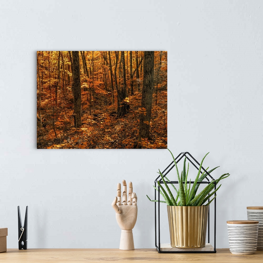 A bohemian room featuring Warm coloured foliage on the trees and forest floor in autumn; Huntsville, Ontario, Canada.