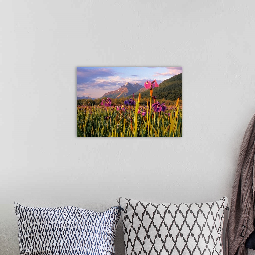 A bohemian room featuring Photograph of flower meadow in front of Pioneer Peak SC Alaska Summer Mat-Su Valley.  Snow capped...