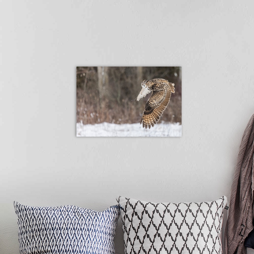 A bohemian room featuring Action photograph of an owl in mid-flight through the snow.