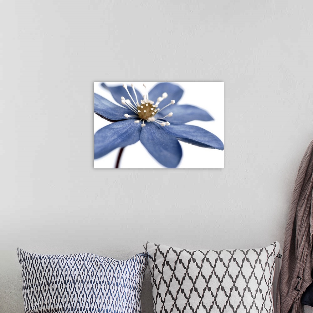A bohemian room featuring Blue Flower on White 2