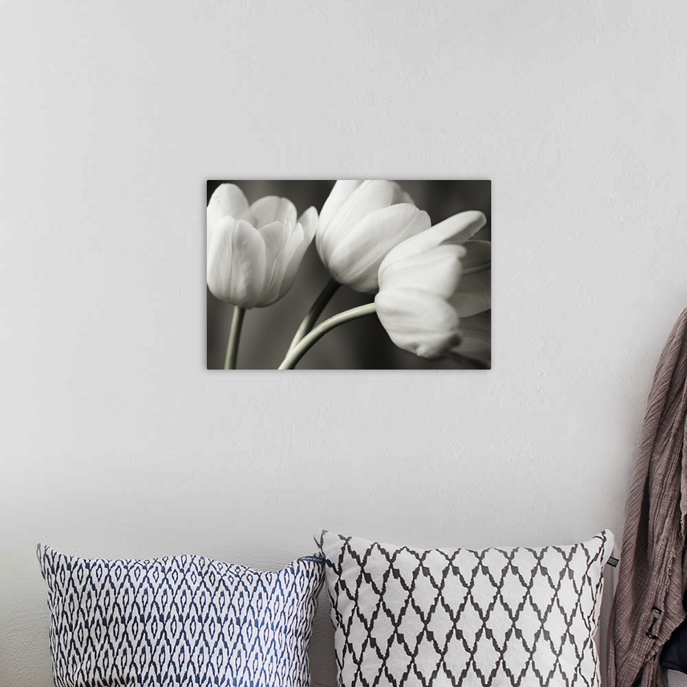 A bohemian room featuring Row Of Bw Tulips