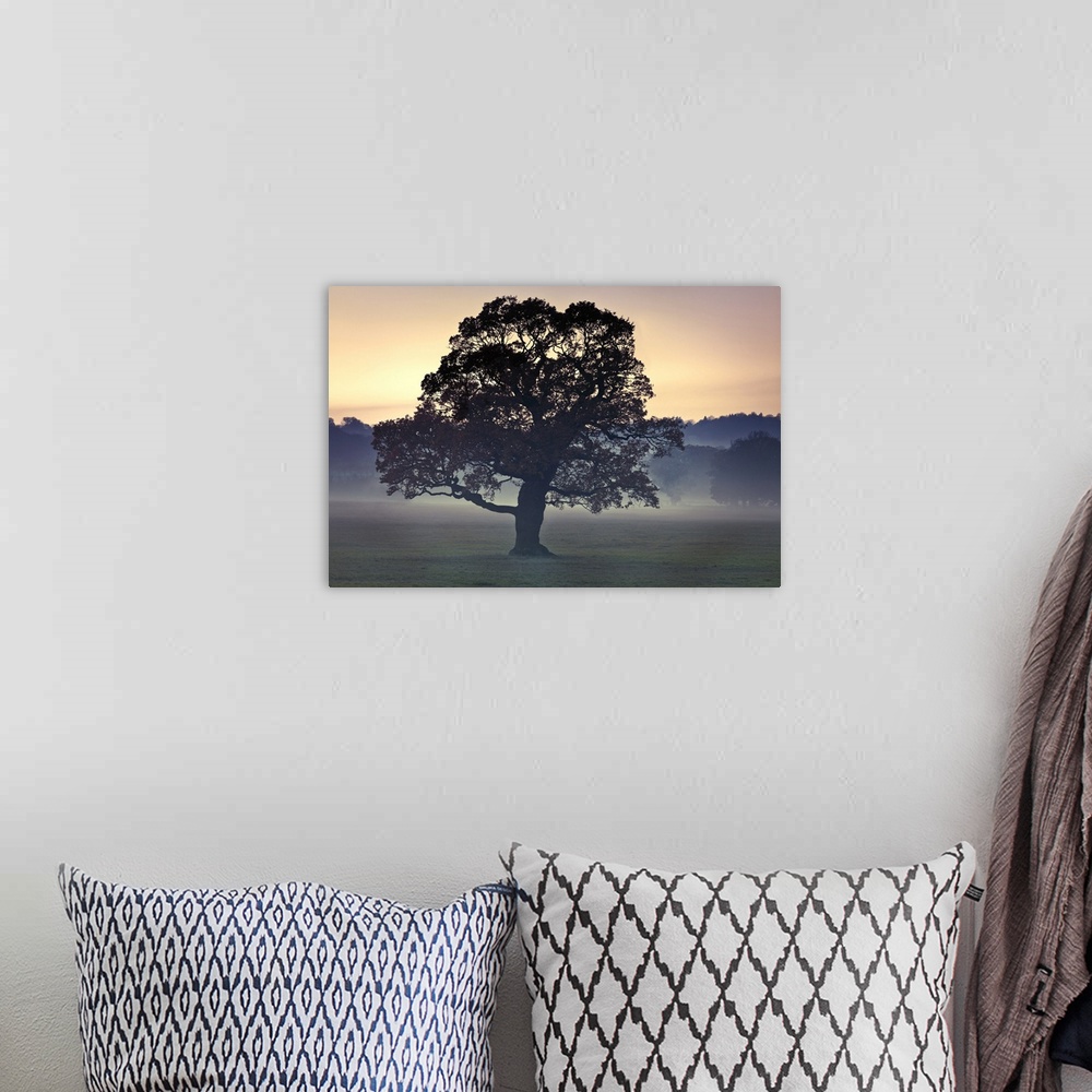 A bohemian room featuring Photograph of a large tree in a field as the evening mist appears with a line of trees in the bac...