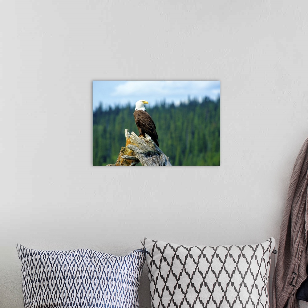 A bohemian room featuring A bald eagle perching on a dead tree scans the marsh of Bowron Lake in Bowron Lake Provincial Par...