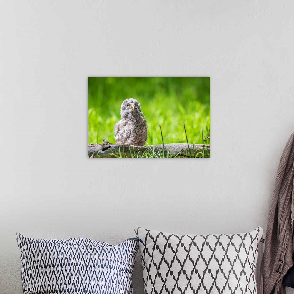 A bohemian room featuring USA, Wyoming, Grand Teton National Park, Great Gray Owl Fledgling sitting on log in grasses.