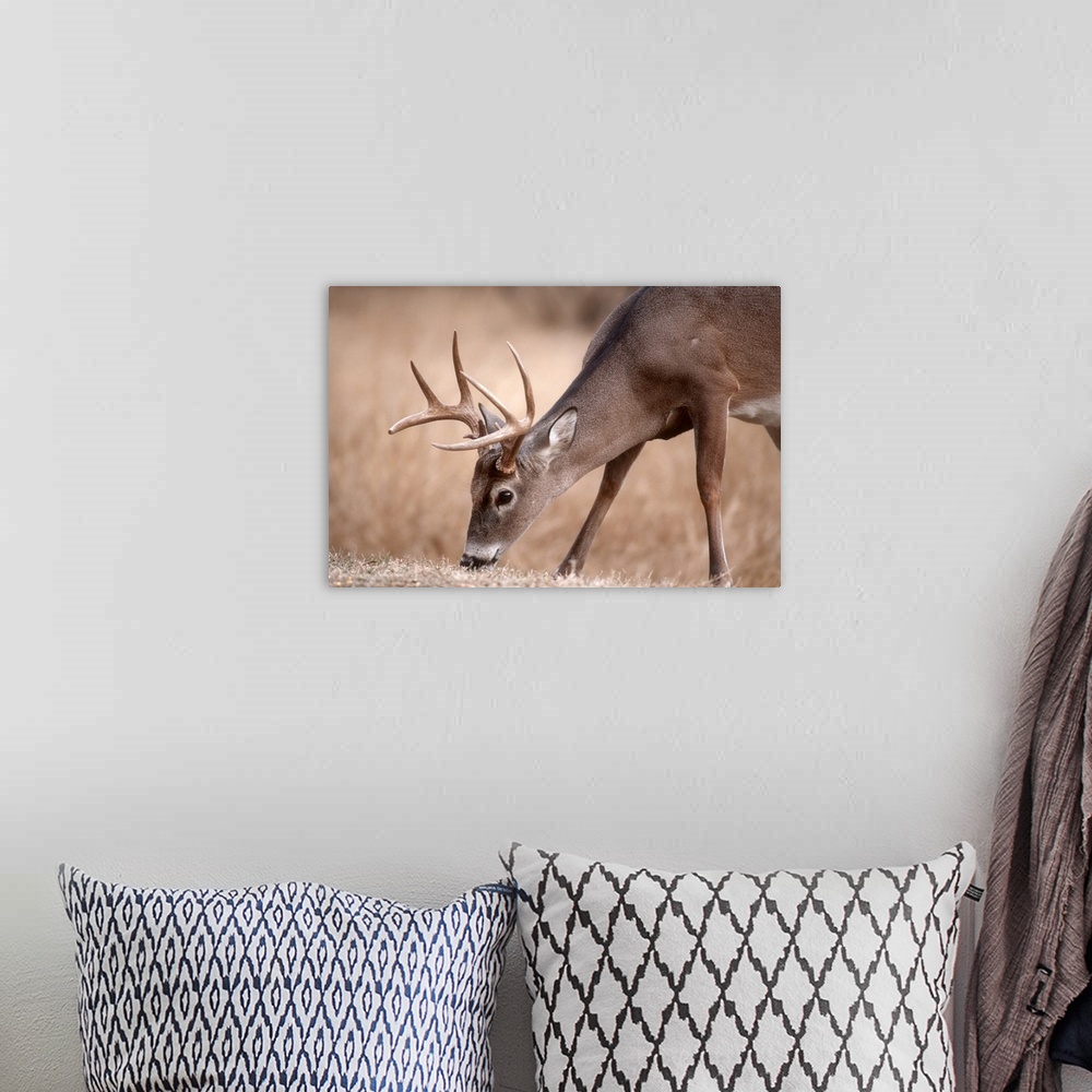 A bohemian room featuring A male whitetail deer grazes in a meadow of dry grass in the fall.
