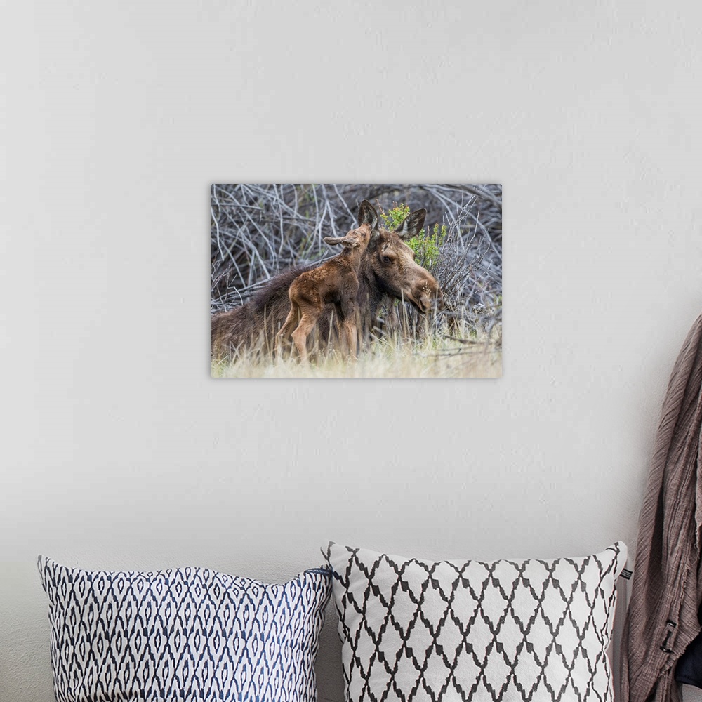 A bohemian room featuring USA, Wyoming, Sublette County, a newborn moose calf nuzzles it's mother in a willow patch in May.