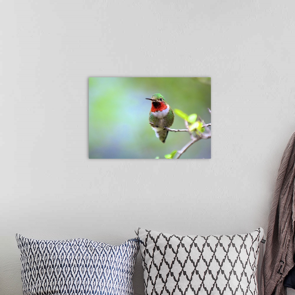 A bohemian room featuring A Ruby-throated Hummingbird (Archilochus colubris), one of the most common of the hummers.