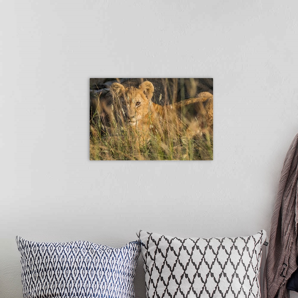 A bohemian room featuring Africa, Kenya, Masai Mara National Reserve. African Lion (Panthera leo) female with cubs.