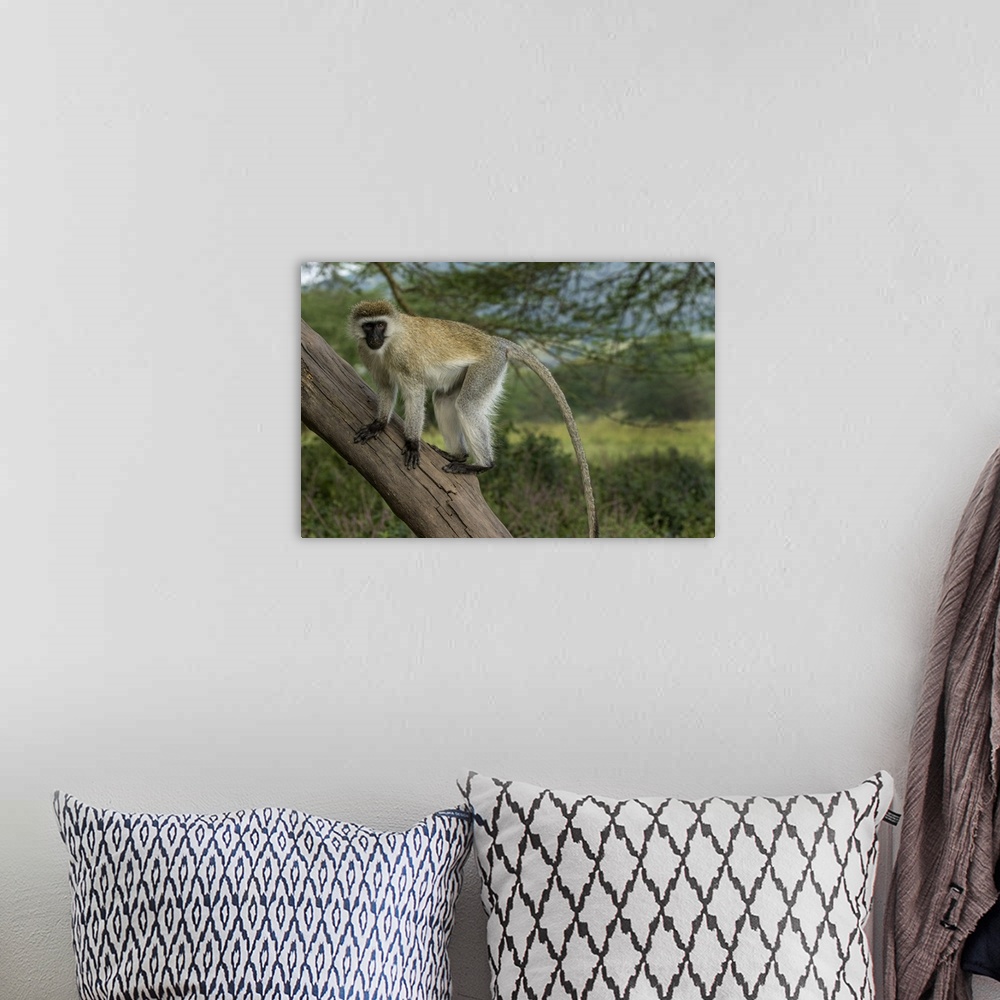 A bohemian room featuring Africa, Kenya, Masai Mara National Reserve. Vervet monkey on tree.